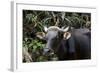 Banteng (Bos Javanicus Birmanicus) Taman Negara , Malaysia-Daniel Heuclin-Framed Photographic Print