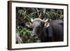 Banteng (Bos Javanicus Birmanicus) Taman Negara , Malaysia-Daniel Heuclin-Framed Photographic Print