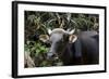 Banteng (Bos Javanicus Birmanicus) Taman Negara , Malaysia-Daniel Heuclin-Framed Photographic Print