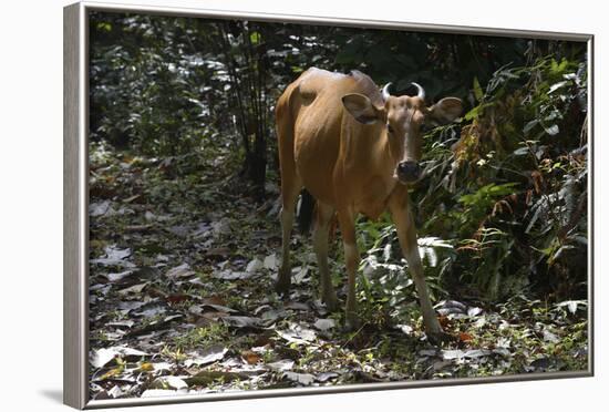 Banteng (Bos Javanicus Birmanicus) Taman Negara , Malaysia-Daniel Heuclin-Framed Photographic Print