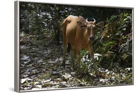 Banteng (Bos Javanicus Birmanicus) Taman Negara , Malaysia-Daniel Heuclin-Framed Photographic Print