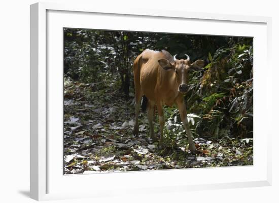 Banteng (Bos Javanicus Birmanicus) Taman Negara , Malaysia-Daniel Heuclin-Framed Photographic Print