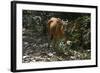 Banteng (Bos Javanicus Birmanicus) Taman Negara , Malaysia-Daniel Heuclin-Framed Photographic Print