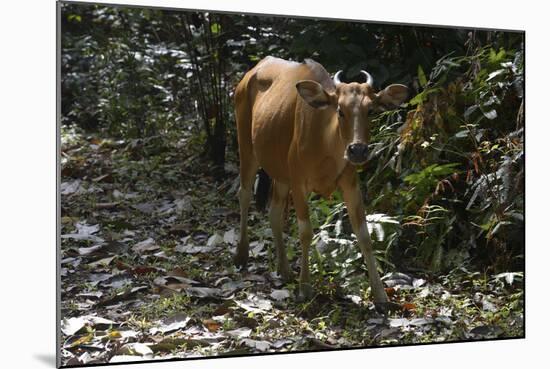 Banteng (Bos Javanicus Birmanicus) Taman Negara , Malaysia-Daniel Heuclin-Mounted Photographic Print