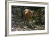 Banteng (Bos Javanicus Birmanicus) Taman Negara , Malaysia-Daniel Heuclin-Framed Photographic Print