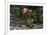 Banteng (Bos Javanicus Birmanicus) Taman Negara , Malaysia-Daniel Heuclin-Framed Photographic Print