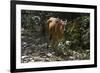 Banteng (Bos Javanicus Birmanicus) Taman Negara , Malaysia-Daniel Heuclin-Framed Photographic Print