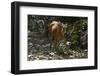 Banteng (Bos Javanicus Birmanicus) Taman Negara , Malaysia-Daniel Heuclin-Framed Photographic Print