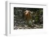 Banteng (Bos Javanicus Birmanicus) Taman Negara , Malaysia-Daniel Heuclin-Framed Photographic Print