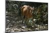 Banteng (Bos Javanicus Birmanicus) Taman Negara , Malaysia-Daniel Heuclin-Mounted Photographic Print