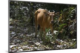 Banteng (Bos Javanicus Birmanicus) Taman Negara , Malaysia-Daniel Heuclin-Mounted Photographic Print