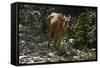 Banteng (Bos Javanicus Birmanicus) Taman Negara , Malaysia-Daniel Heuclin-Framed Stretched Canvas