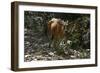 Banteng (Bos Javanicus Birmanicus) Taman Negara , Malaysia-Daniel Heuclin-Framed Photographic Print