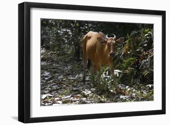 Banteng (Bos Javanicus Birmanicus) Taman Negara , Malaysia-Daniel Heuclin-Framed Photographic Print