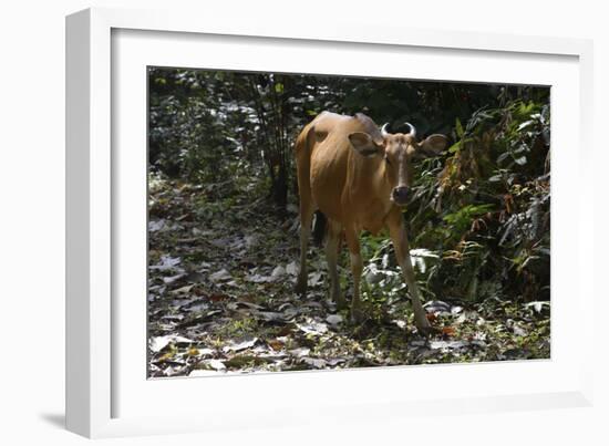 Banteng (Bos Javanicus Birmanicus) Taman Negara , Malaysia-Daniel Heuclin-Framed Photographic Print