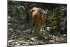 Banteng (Bos Javanicus Birmanicus) Taman Negara , Malaysia-Daniel Heuclin-Mounted Photographic Print