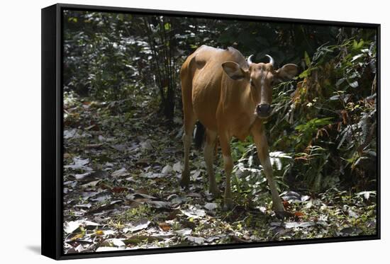 Banteng (Bos Javanicus Birmanicus) Taman Negara , Malaysia-Daniel Heuclin-Framed Stretched Canvas