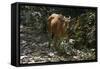 Banteng (Bos Javanicus Birmanicus) Taman Negara , Malaysia-Daniel Heuclin-Framed Stretched Canvas