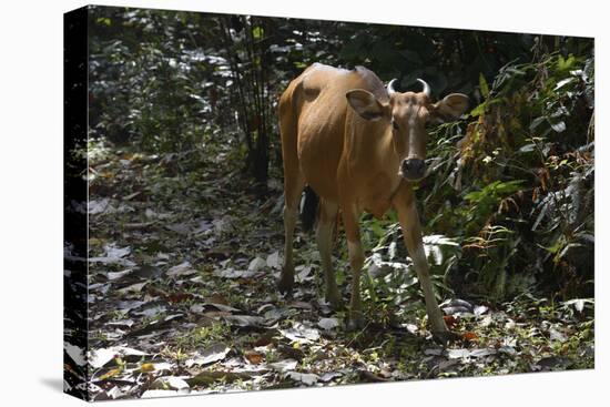 Banteng (Bos Javanicus Birmanicus) Taman Negara , Malaysia-Daniel Heuclin-Stretched Canvas