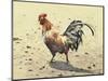 Banty Rooster-LaVere Hutchings-Mounted Premium Giclee Print