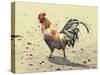 Banty Rooster-LaVere Hutchings-Stretched Canvas