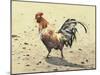Banty Rooster-LaVere Hutchings-Mounted Giclee Print