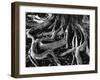 Banyan Roots, Hawaii, 1978-Brett Weston-Framed Premium Photographic Print