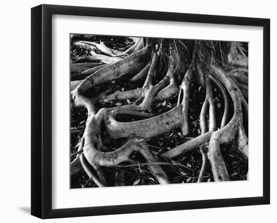 Banyan Roots, Hawaii, 1978-Brett Weston-Framed Premium Photographic Print