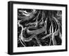 Banyan Roots, Hawaii, 1978-Brett Weston-Framed Premium Photographic Print