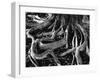 Banyan Roots, Hawaii, 1978-Brett Weston-Framed Premium Photographic Print