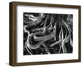 Banyan Roots, Hawaii, 1978-Brett Weston-Framed Photographic Print