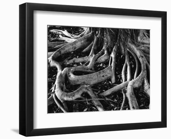 Banyan Roots, Hawaii, 1978-Brett Weston-Framed Photographic Print