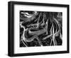 Banyan Roots, Hawaii, 1978-Brett Weston-Framed Photographic Print