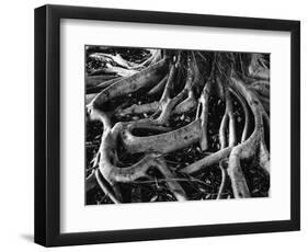 Banyan Roots, Hawaii, 1978-Brett Weston-Framed Photographic Print