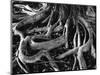 Banyan Roots, Hawaii, 1978-Brett Weston-Mounted Photographic Print