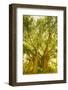 Banyan Tree, D'Eau Douce, Flacq, East Coast, Mauritius-Jon Arnold-Framed Photographic Print