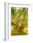 Banyan Tree, D'Eau Douce, Flacq, East Coast, Mauritius-Jon Arnold-Framed Photographic Print