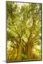 Banyan Tree, D'Eau Douce, Flacq, East Coast, Mauritius-Jon Arnold-Mounted Photographic Print