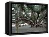 Banyan Tree in Lahaina, Maui, Hawaii, USA-Charles Sleicher-Framed Stretched Canvas