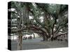 Banyan Tree in Lahaina, Maui, Hawaii, USA-Charles Sleicher-Stretched Canvas