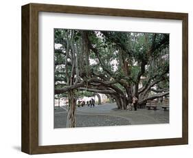 Banyan Tree in Lahaina, Maui, Hawaii, USA-Charles Sleicher-Framed Photographic Print