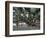 Banyan Tree in Lahaina, Maui, Hawaii, USA-Charles Sleicher-Framed Photographic Print