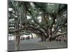 Banyan Tree in Lahaina, Maui, Hawaii, USA-Charles Sleicher-Mounted Photographic Print