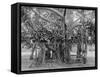 Banyan Tree, Kingston Park, Jamaica, C1905-Adolphe & Son Duperly-Framed Stretched Canvas