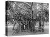 Banyan Tree, Kingston Park, Jamaica, C1905-Adolphe & Son Duperly-Stretched Canvas