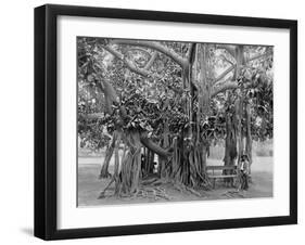 Banyan Tree, Kingston Park, Jamaica, C1905-Adolphe & Son Duperly-Framed Giclee Print