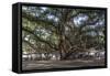 Banyan Tree, Lahaina, Maui, Hawaii, United States of America, Pacific-Rolf Richardson-Framed Stretched Canvas