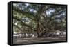 Banyan Tree, Lahaina, Maui, Hawaii, United States of America, Pacific-Rolf Richardson-Framed Stretched Canvas