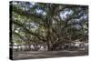 Banyan Tree, Lahaina, Maui, Hawaii, United States of America, Pacific-Rolf Richardson-Stretched Canvas