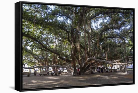 Banyan Tree, Lahaina, Maui, Hawaii, United States of America, Pacific-Rolf Richardson-Framed Stretched Canvas